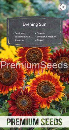 Sunflower Evening Sun - seeds