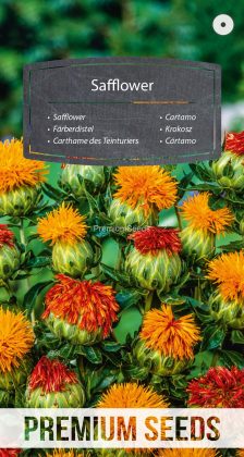 Safflower - seeds