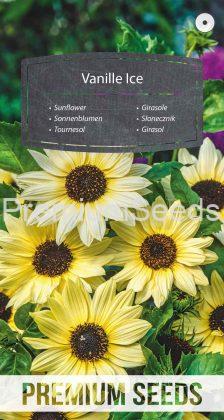 Sunflower Vanille Ice - seeds