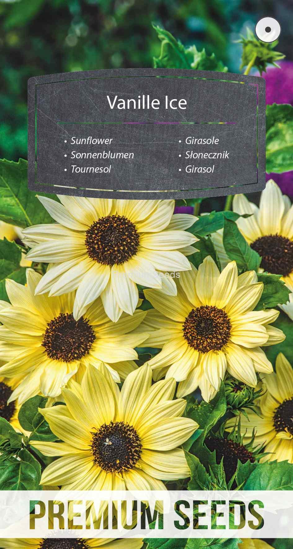 WORLD 14017464PA_VS Girasole Vanille Ice - semi