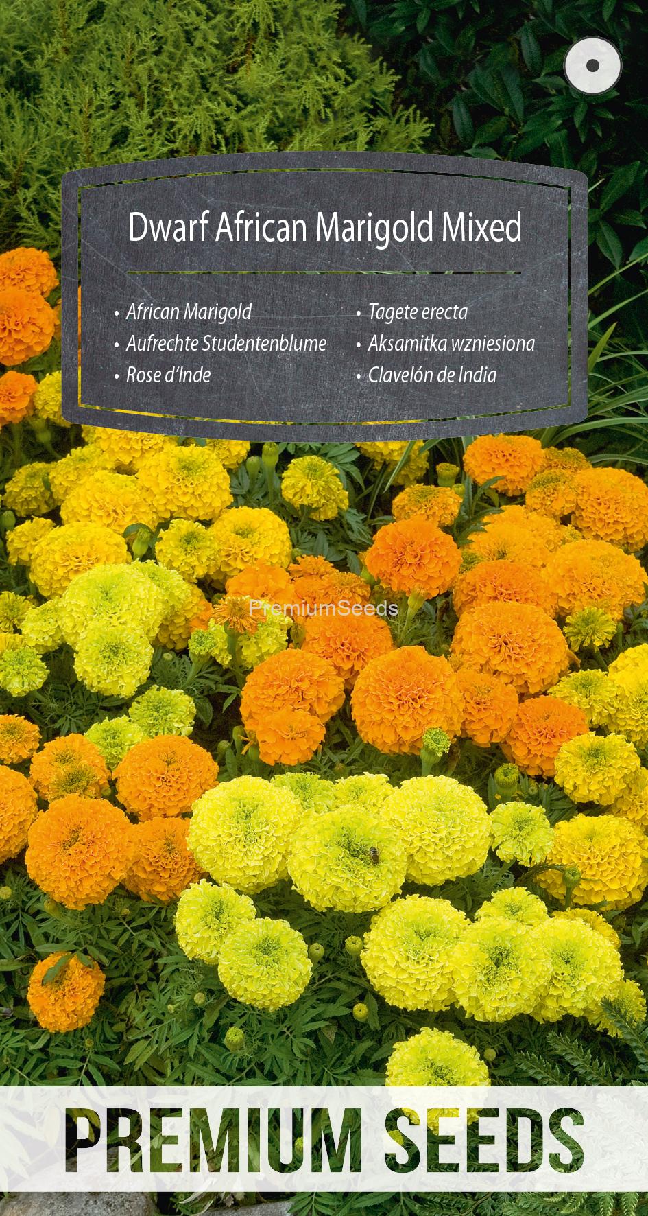 WORLD 14111602PA.indd Dwarf African Marigold - Mixed - seeds