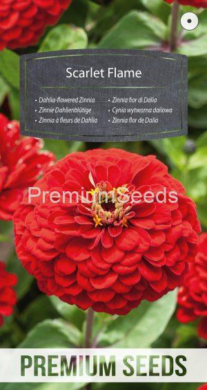 Dahlia-flowered Zinnia Scarlet Flame - seeds