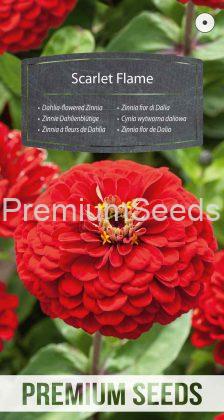 Zinnia flor de Dalia Scarlet Flame - semillas
