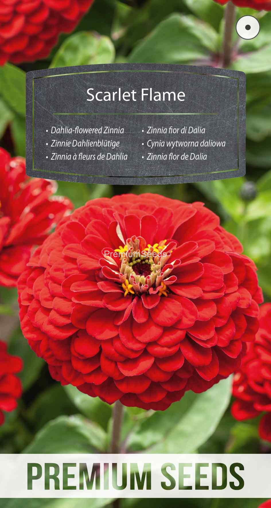 WORLD 14115425PA_VS Zinnia flor de Dalia Scarlet Flame - semillas