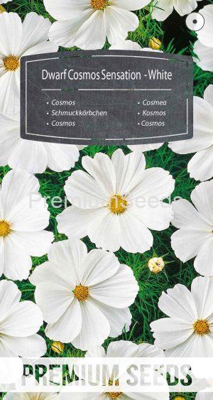 Cosmos Sensation Nain - Blanc - semences