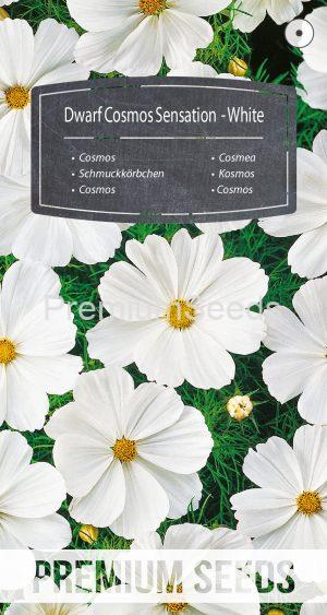 Dwarf Cosmos Sensation - White - seeds