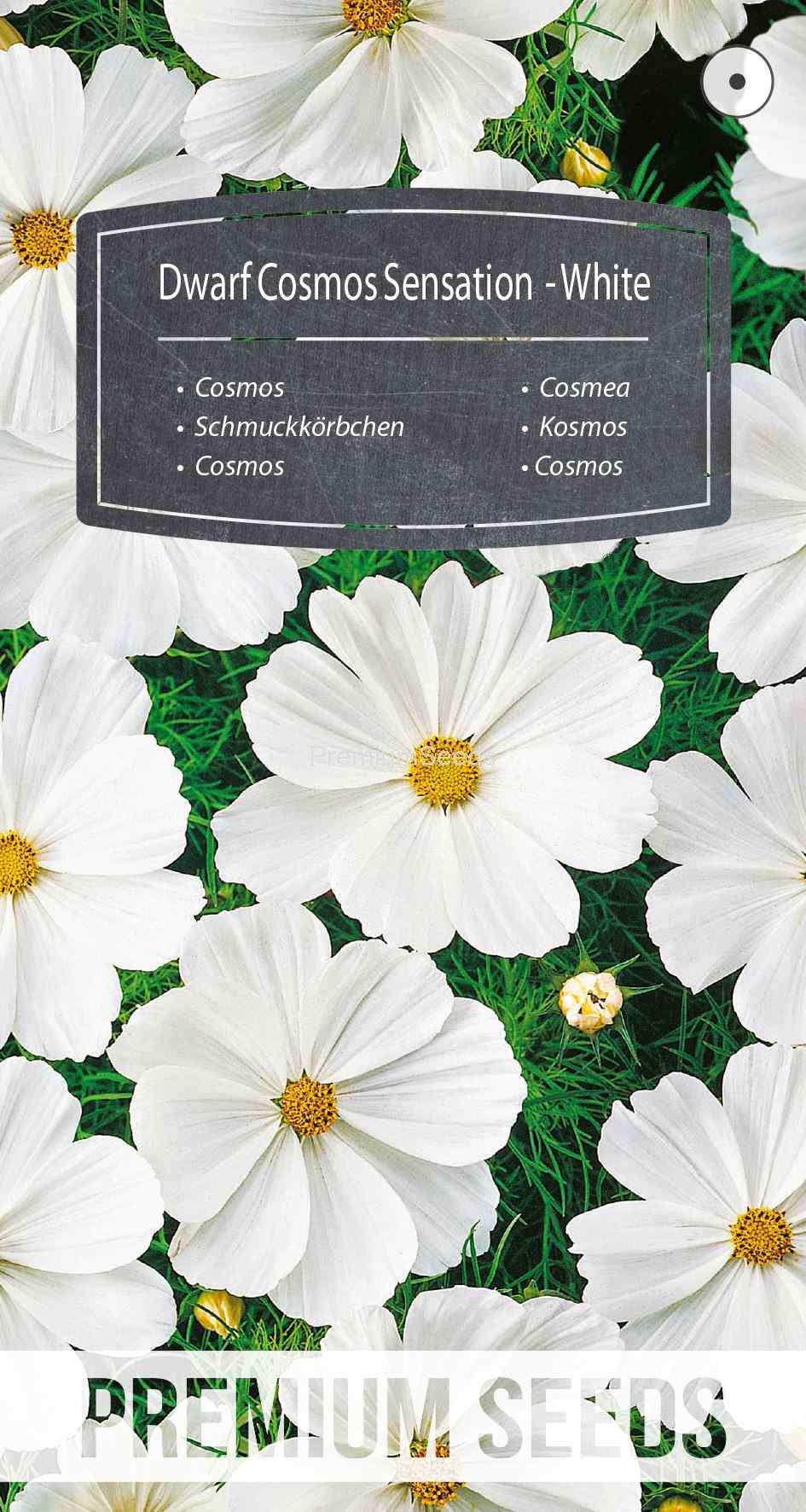WORLD 14169166PA_VS Cosmea Sensation Nana - Bianco - semi