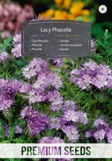 Phacelia - Samen