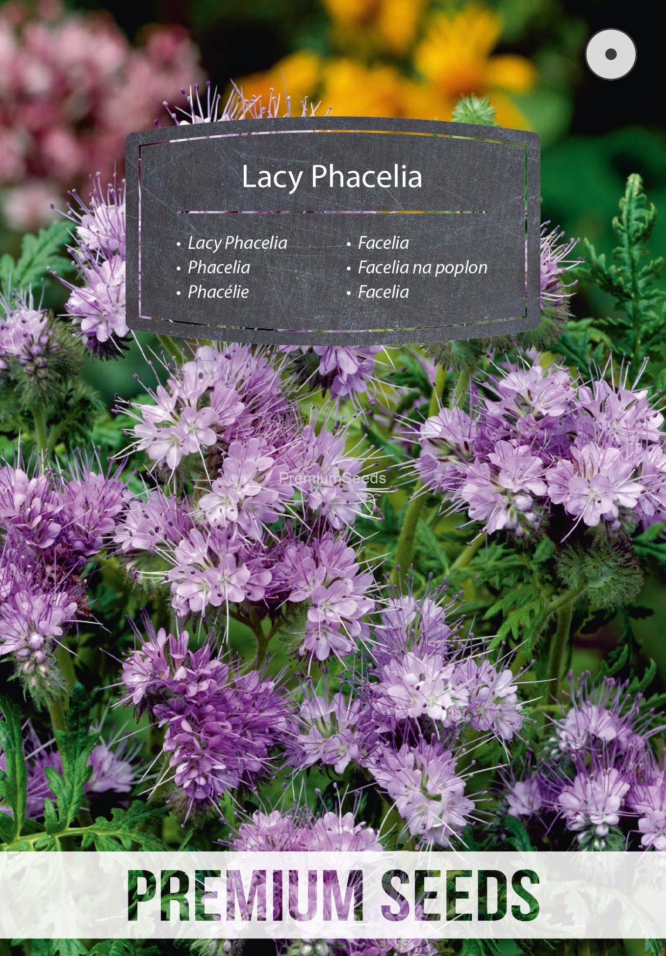 WORLD 14173053PA.indd Phacelia - Samen