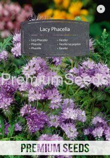 Lacy Phacelia - seeds