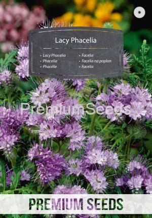 Lacy Phacelia - seeds