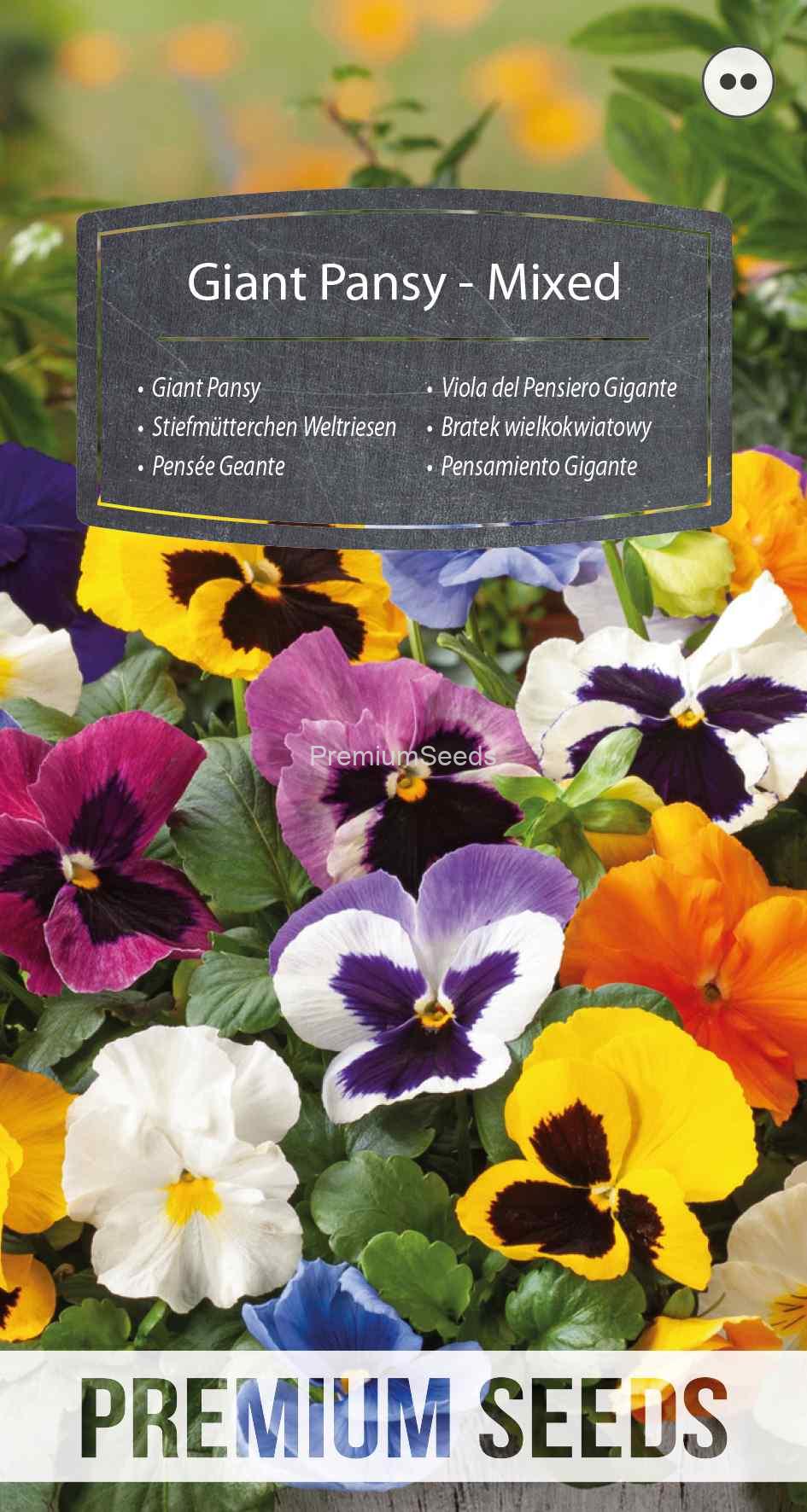 WORLD 14229877PA_VS Giant Pansy - Mixed - seeds