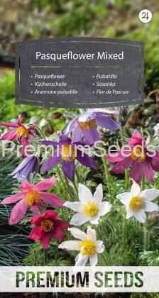 Pasqueflower - Mixed - seeds