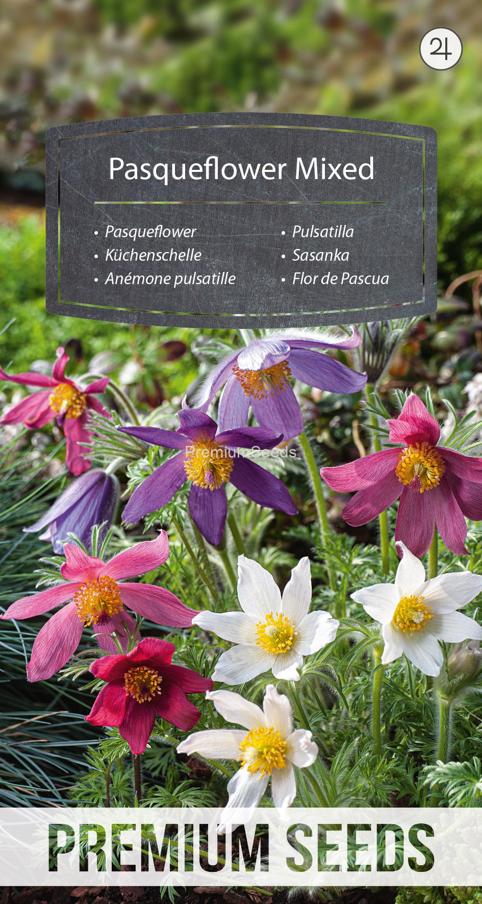 WORLD 14236010PA.indd Pasqueflower - Mixed - seeds