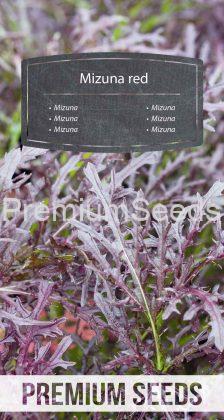 Mizuna red - seeds