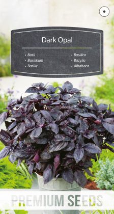 Bazylia - Dark Opal – nasiona