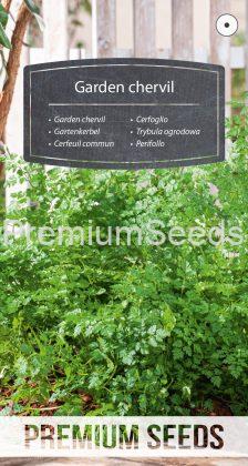 Garden chervil - seeds