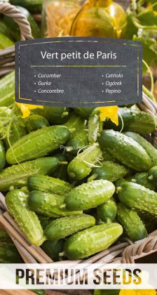 Pepino Vert petit de Paris - semillas