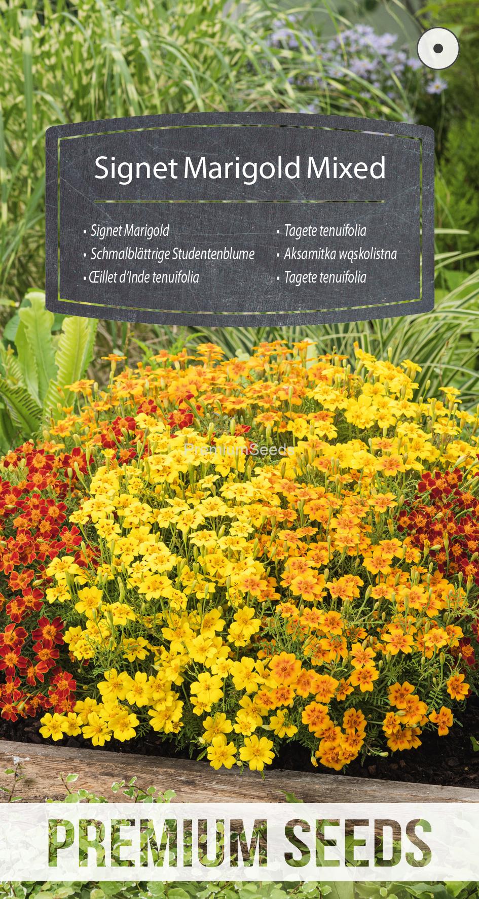 WORLD 14310911PA.indd Schmalblättrige Studentenblume - Mischung - Samen