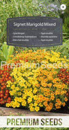 Signet Marigold - Mixed- seeds