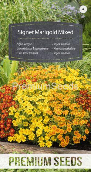 Signet Marigold - Mixed- seeds