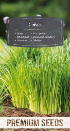 Szczypiorek ogrodowy – nasiona