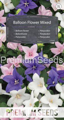 Balloon Flower - Mixed - seed