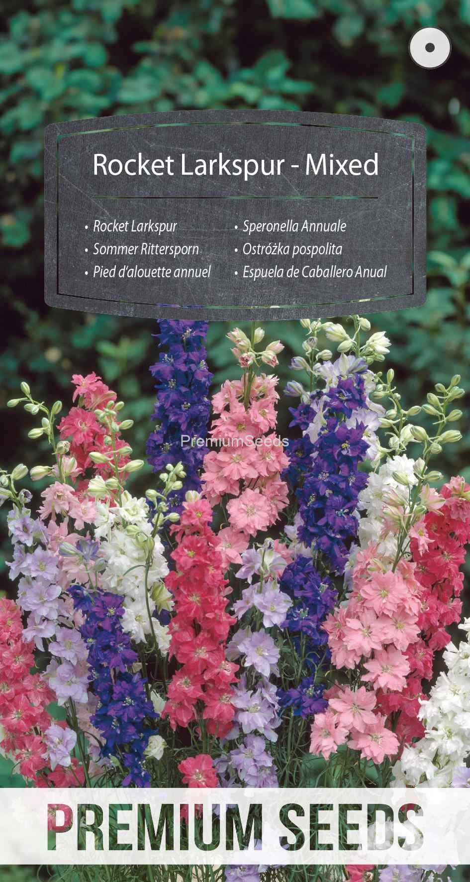 WORLD 16101870PA_VS Rocket Larkspur - Mixed - seeds