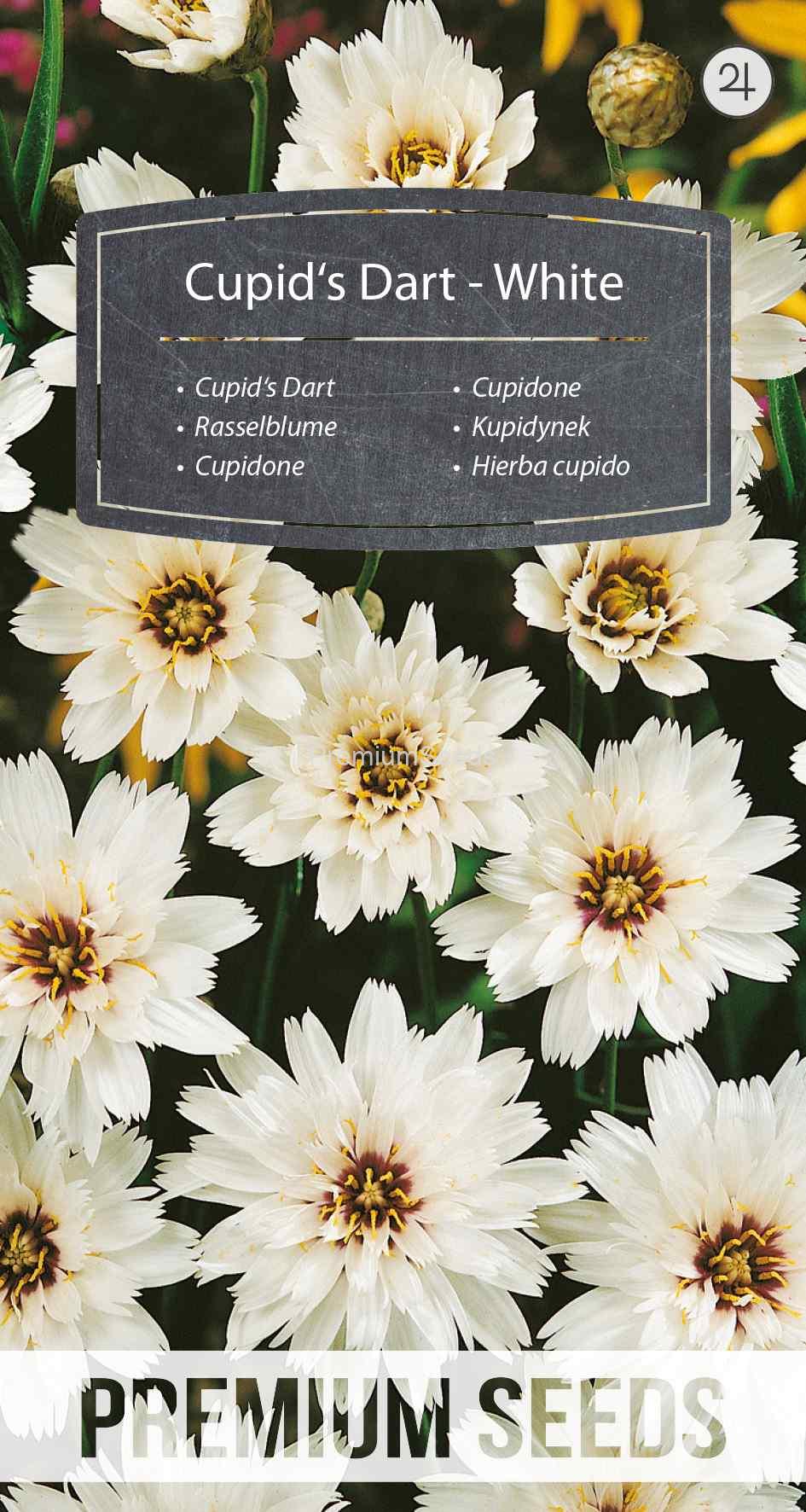 WORLD N 090 2813_VS Cupidone - Blanc - semences