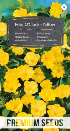 Belle de Nuit - Jaune - semence