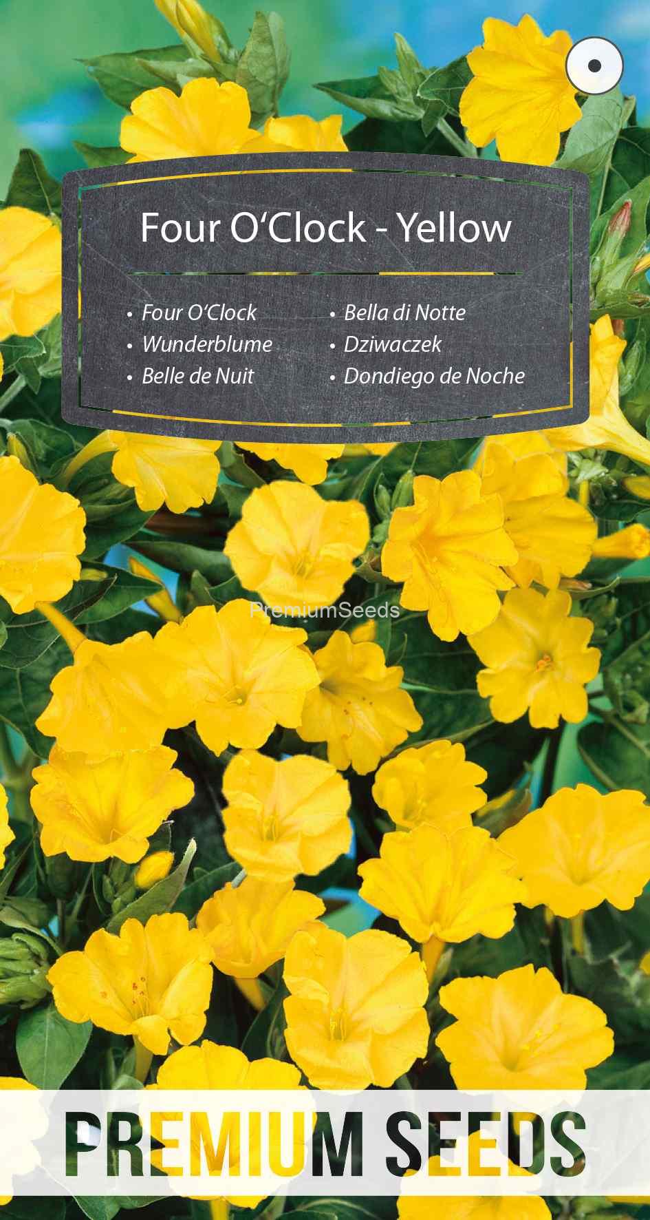 WORLD N 090 7802_VS Belle de Nuit - Jaune - semence