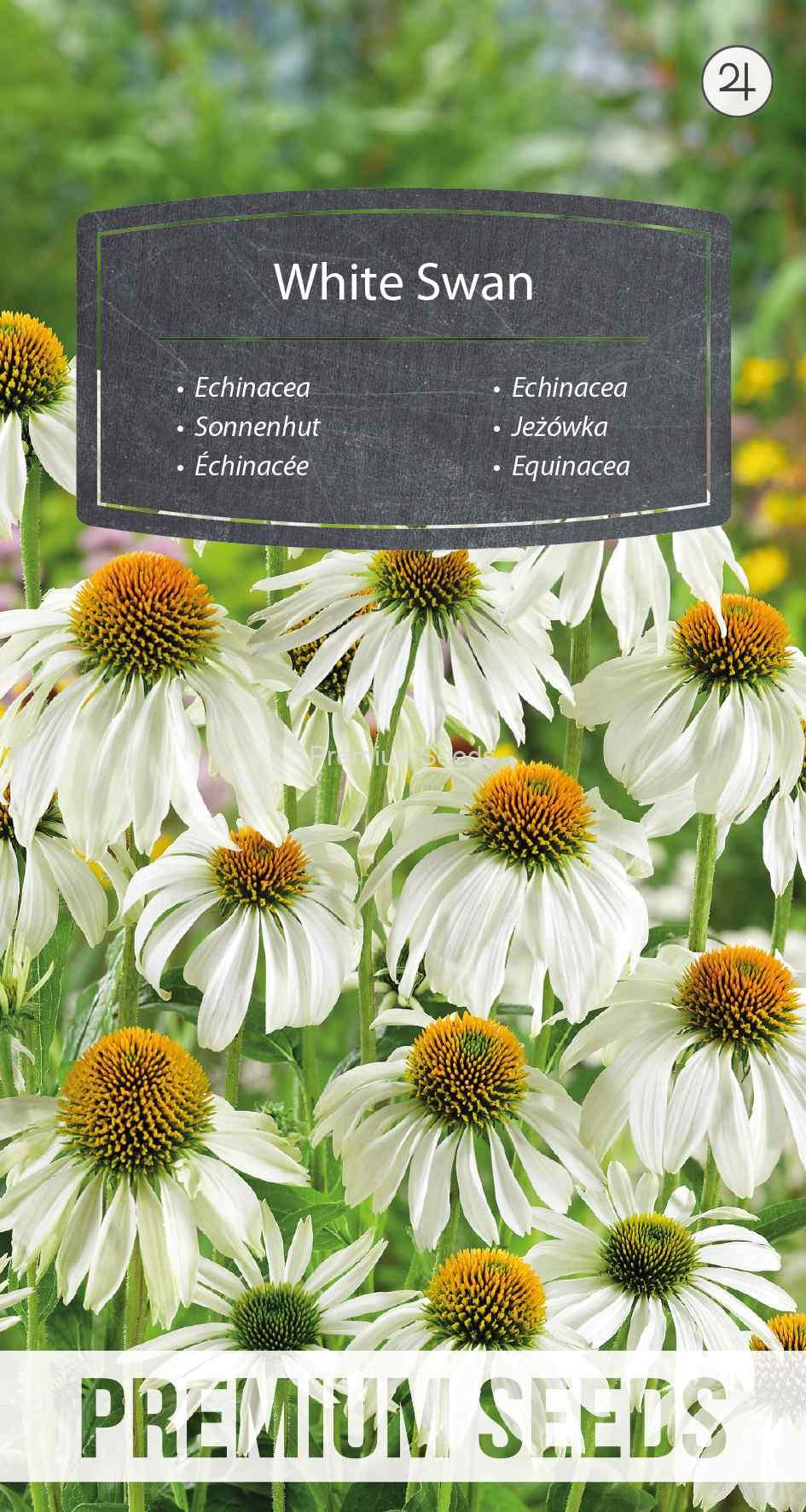 WORLD N 092 0671_VS Echinacea White Swan - seeds