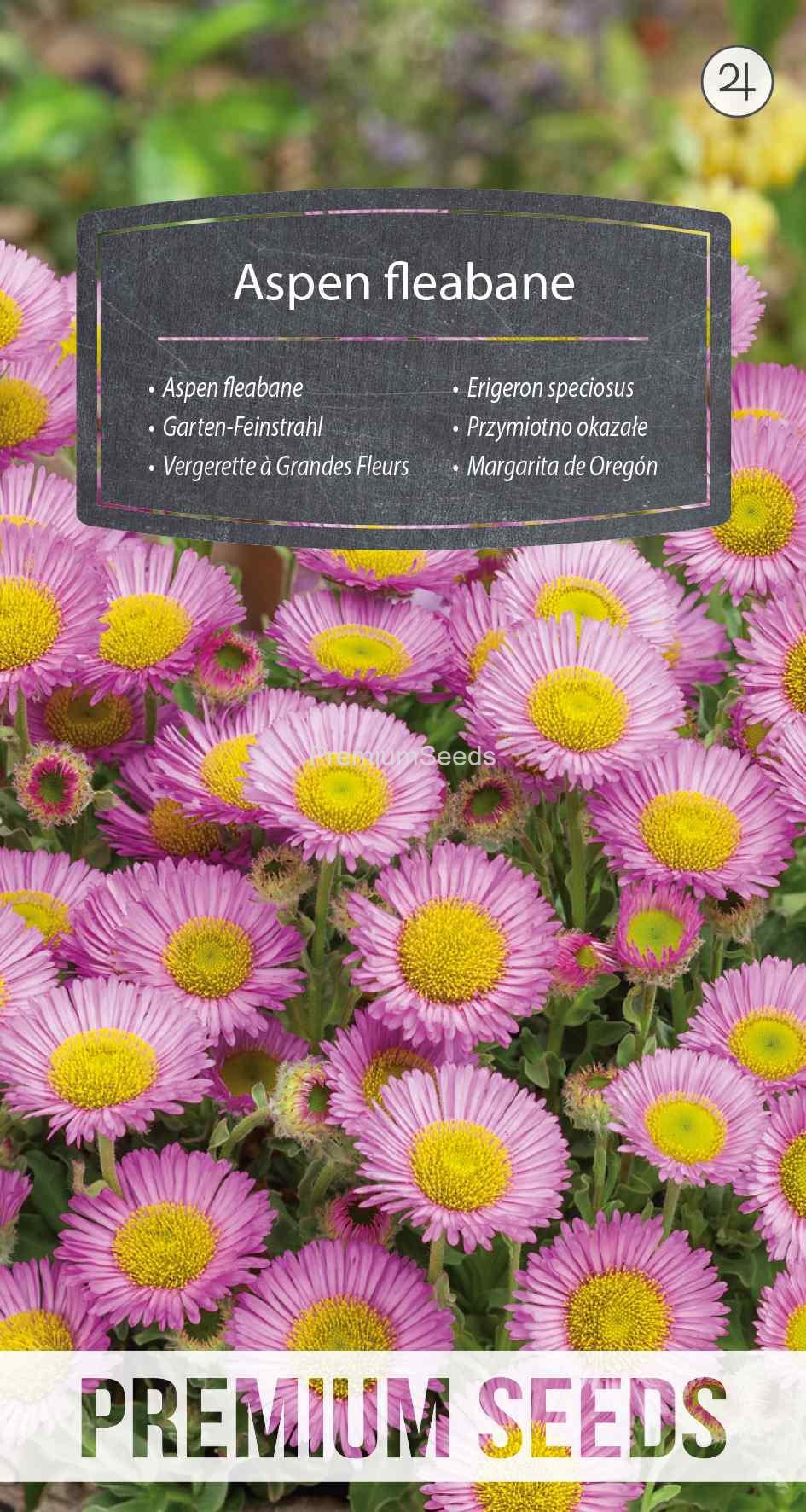 WORLD N 092 2140_VS Erigeron speciosus - semi