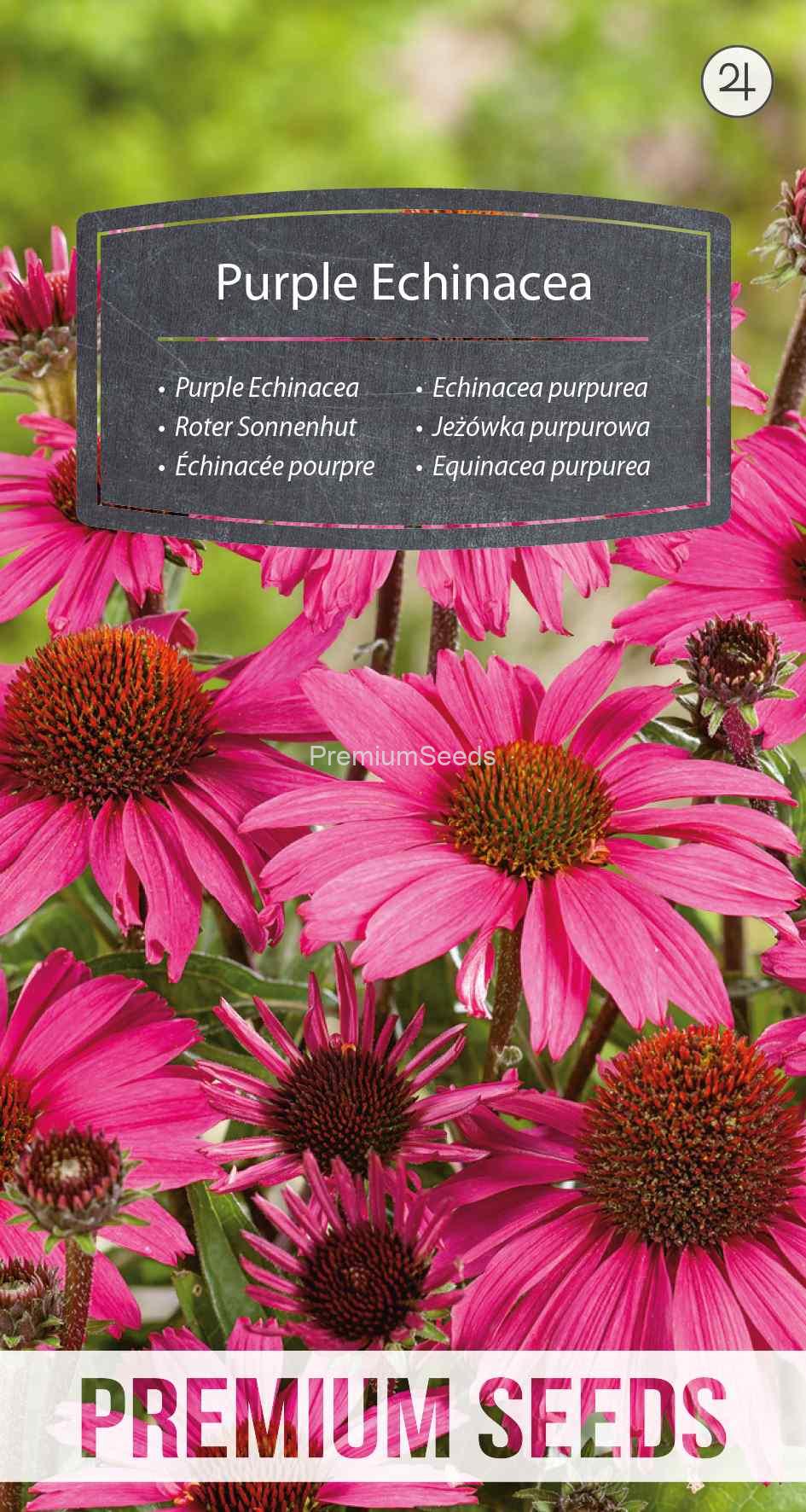 WORLD N 093 3942_VS Echinacea purpurea - semi