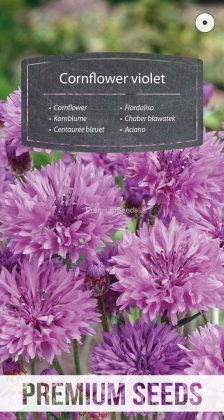 Kornblume Violette - Samen