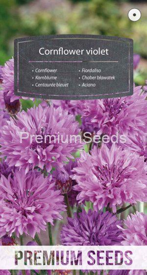 Cornflower violet - seeds