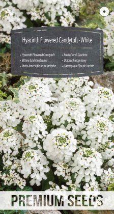 Ibéris Amer à fleurs de jacinthe - Blanc - semences