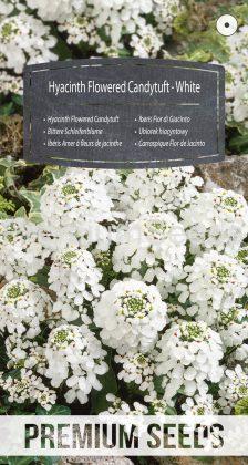 Hyacinth Flowered Candytuft - White - seeds