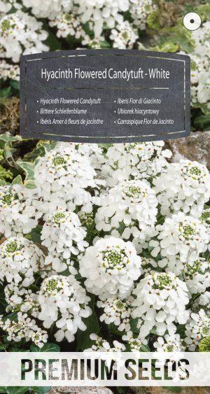 Hyacinth Flowered Candytuft - White - seeds