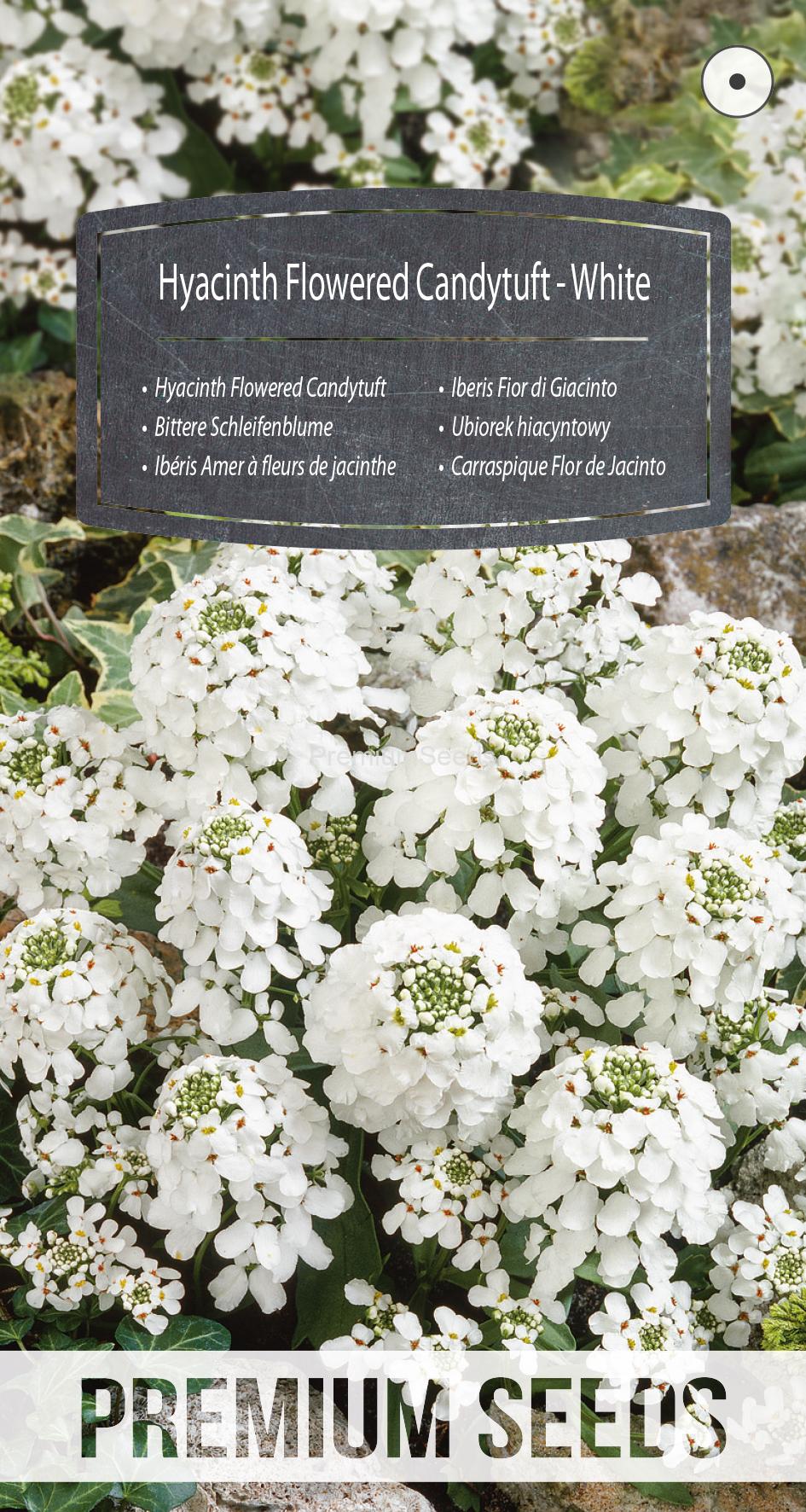 WORLD N 150 2961.indd Hyacinth Flowered Candytuft - White - seeds