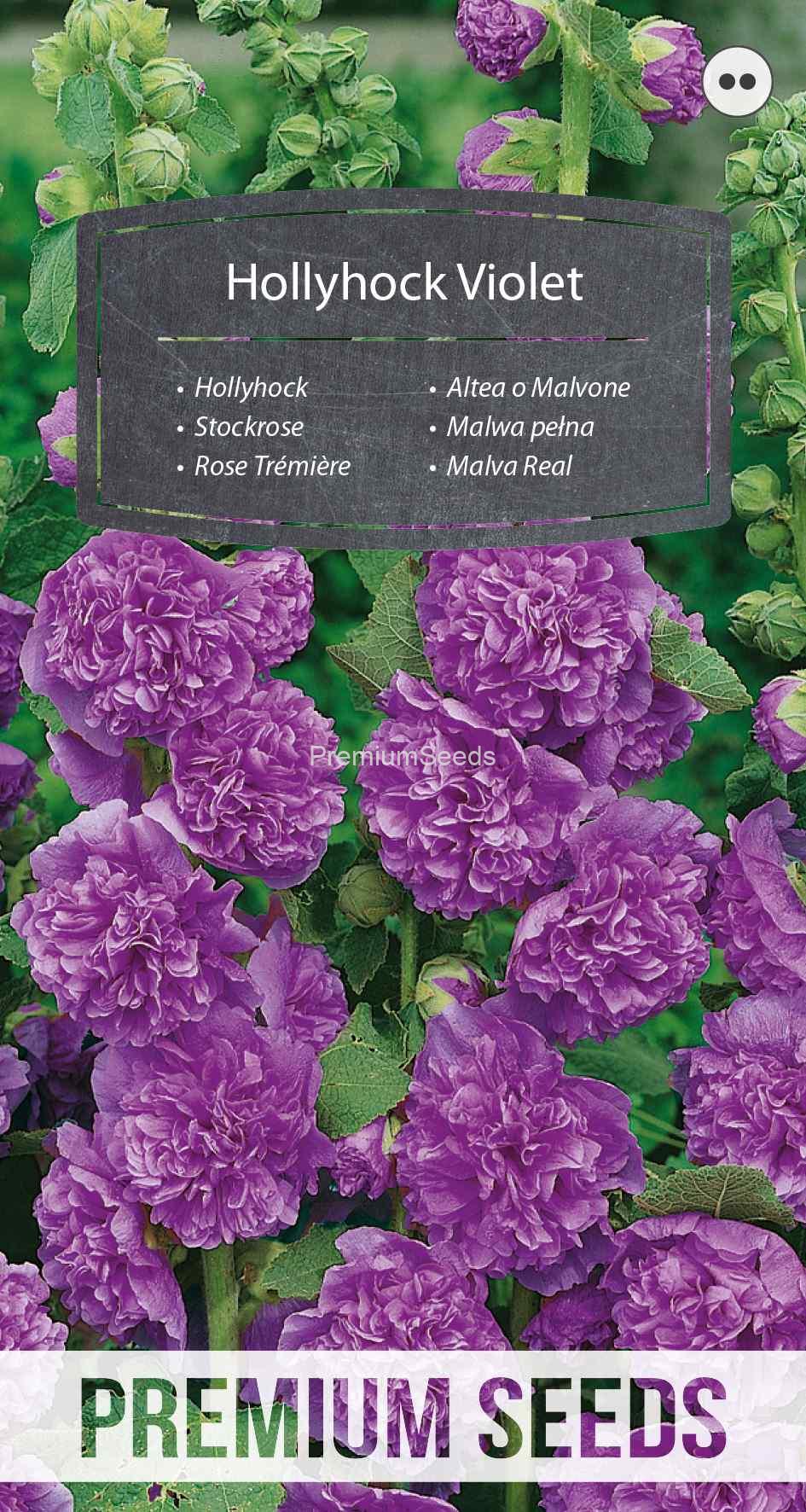 WORLD N 150 3443_VS Rose Trémière - Violet - semences