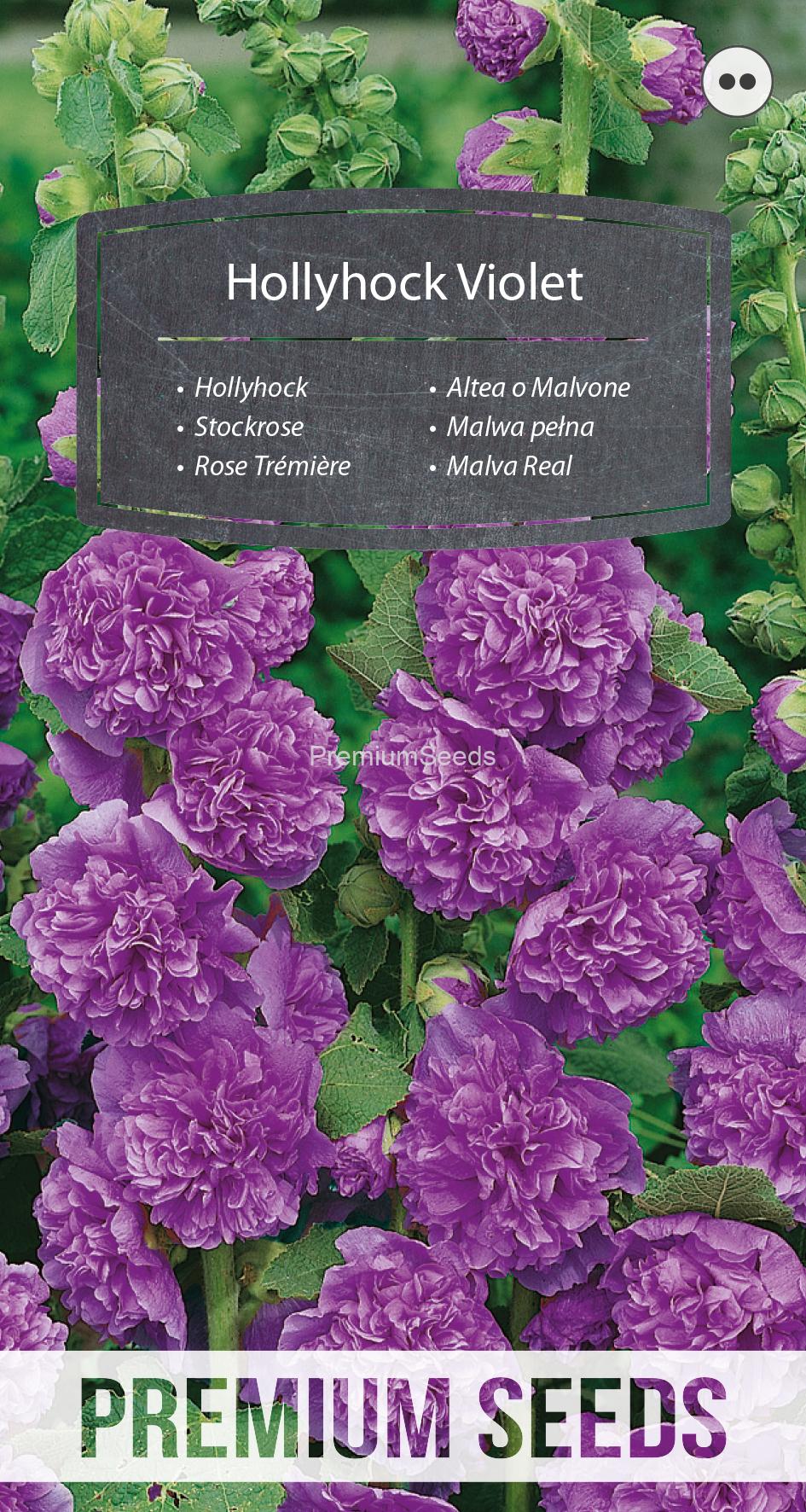 WORLD N 150 3443.indd Hollyhock - Violet - seeds