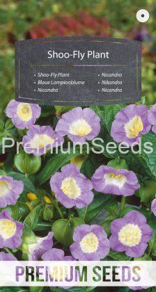 Blaue Lampionblume - Samen