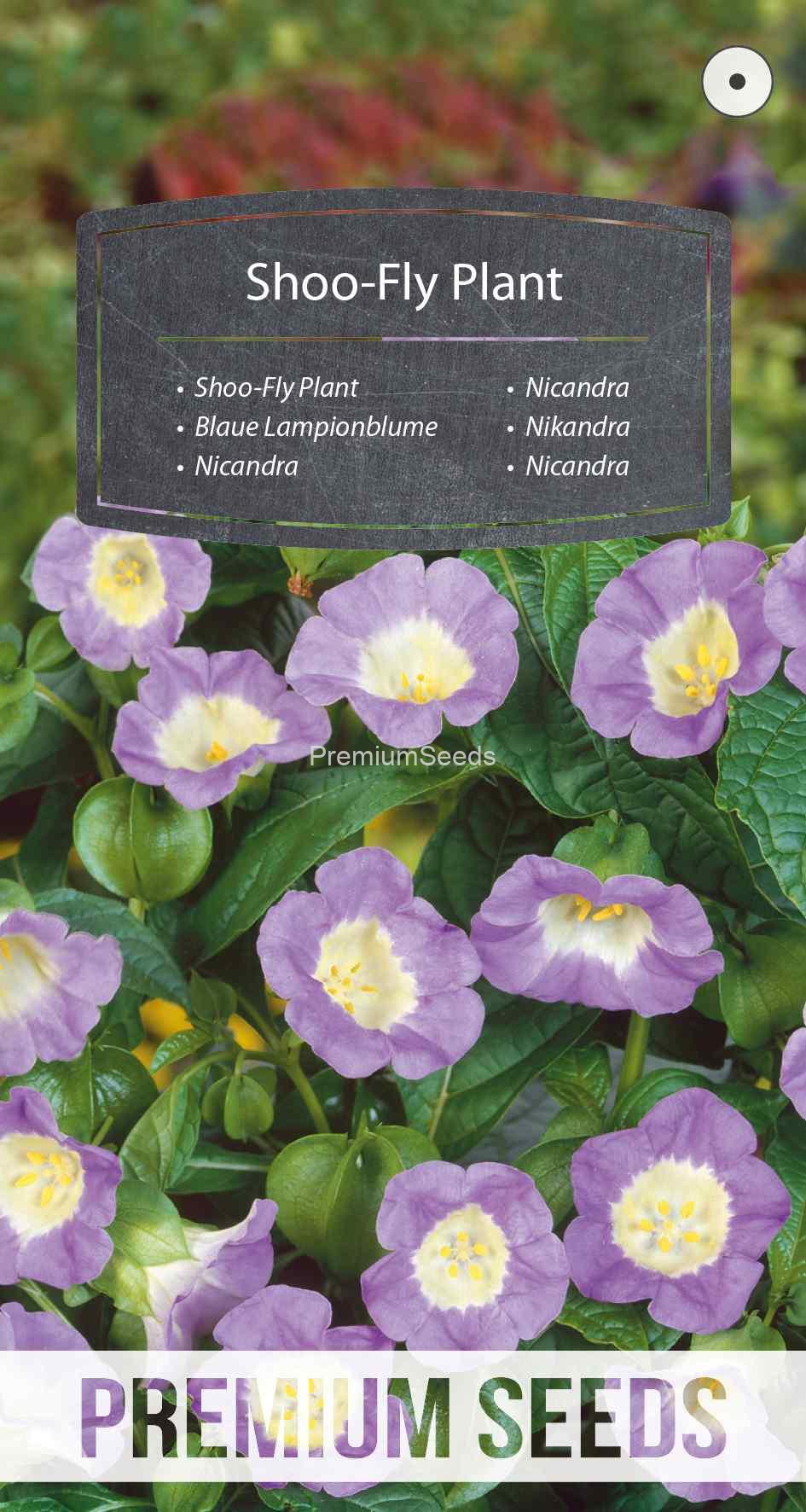 WORLD N 150 8485_VS Nicandra - semi