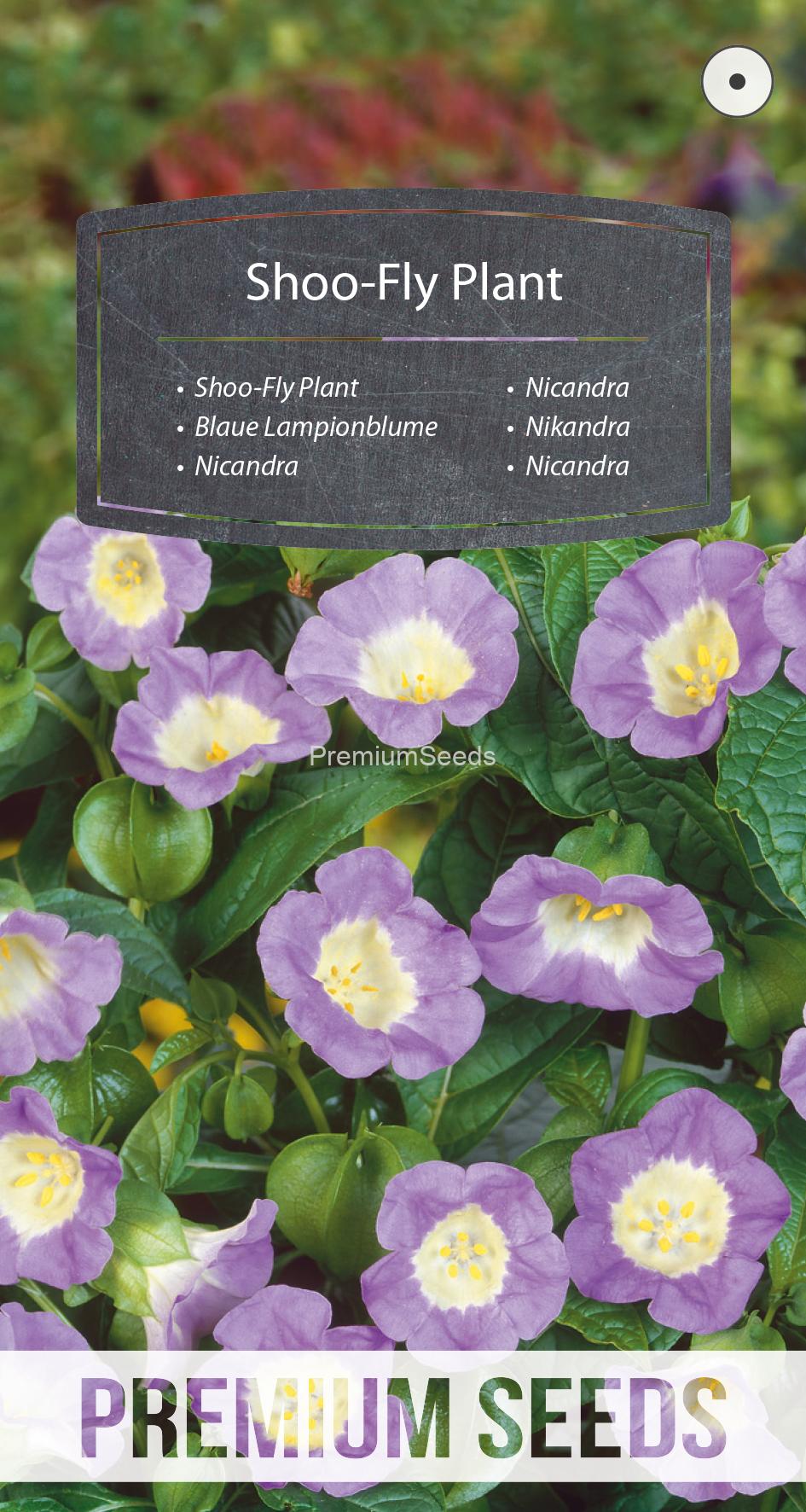 WORLD N 150 8485.indd Nicandra - semillas