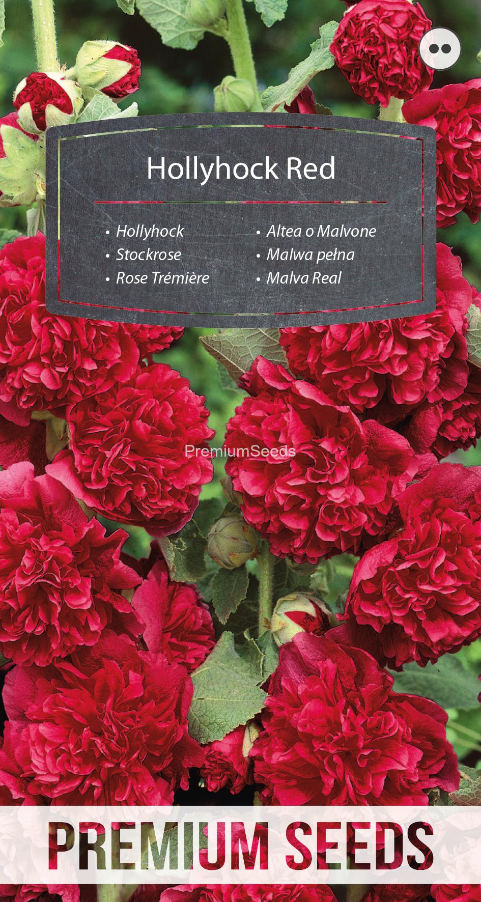 WORLD N 151 2879.indd Malva Real - Roja- semillas