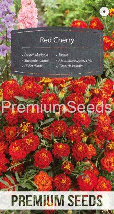 Dwarf French Marigold Red Cherry - seeds