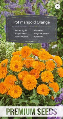 Nagietek lekarski pomarańczowy – nasiona
