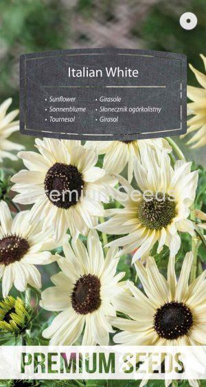 Sonnenblume Italian White - Samen