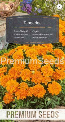 Dwarf French Marigold Tangerine - seeds